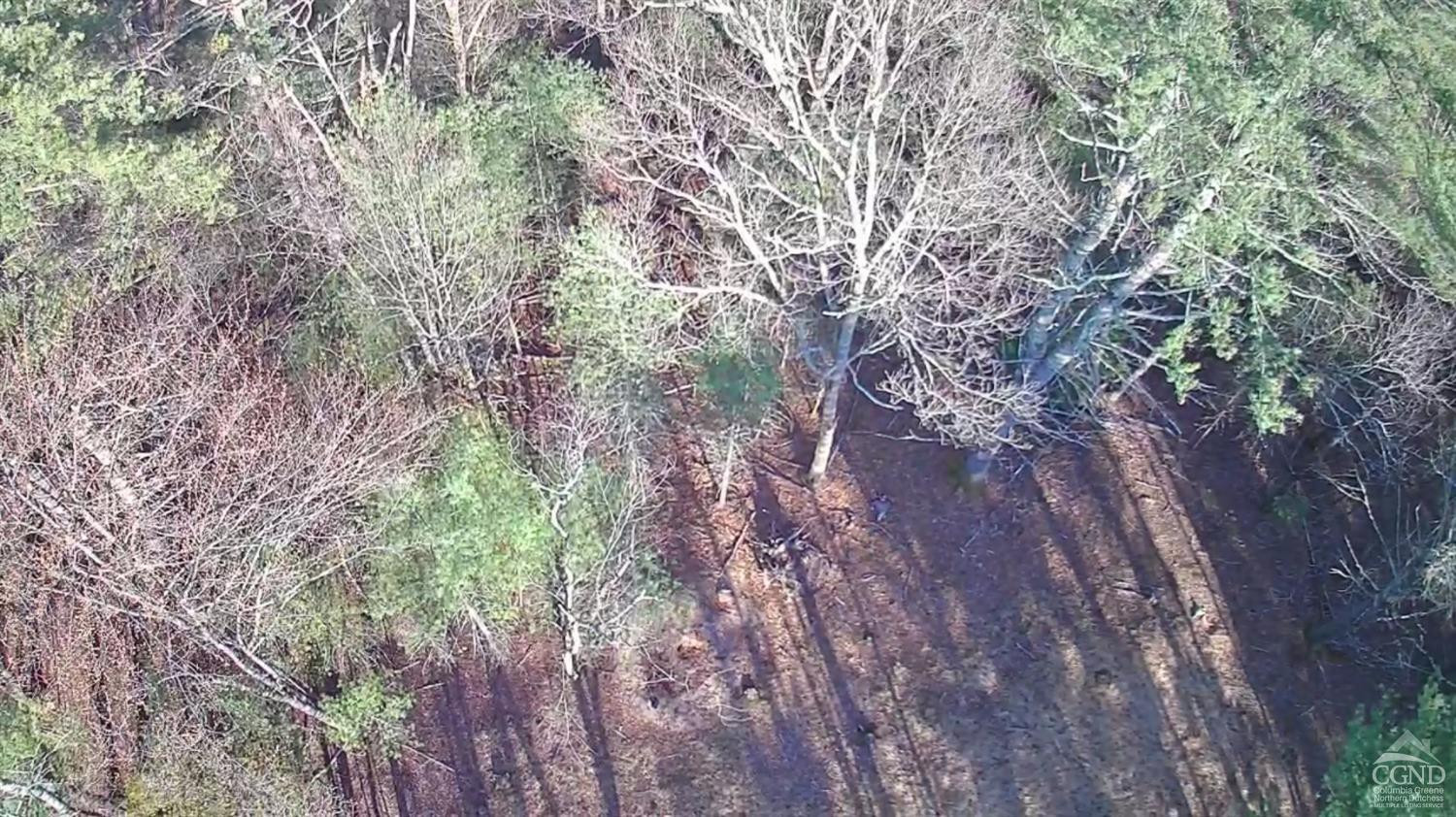 46 Pine Grove Road Kerhonkson, NY 12446 - Photo 15 of 22 a view of forest