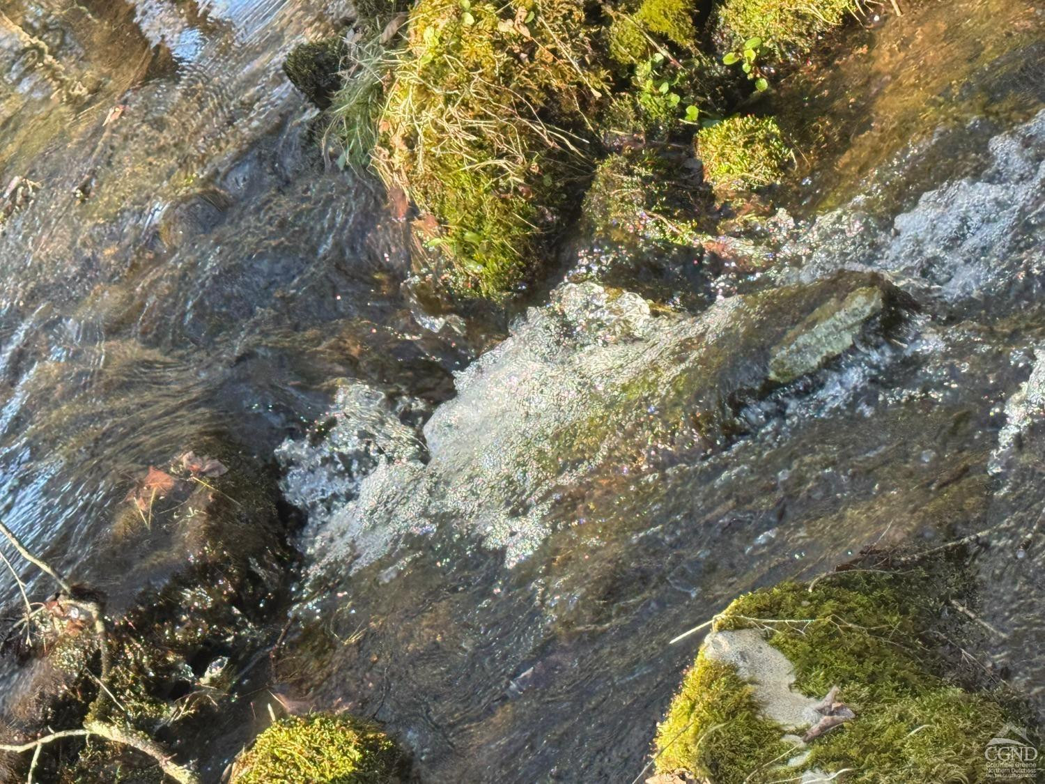 46 Pine Grove Road Kerhonkson, NY 12446 - Photo 3 of 22 a picture of tree