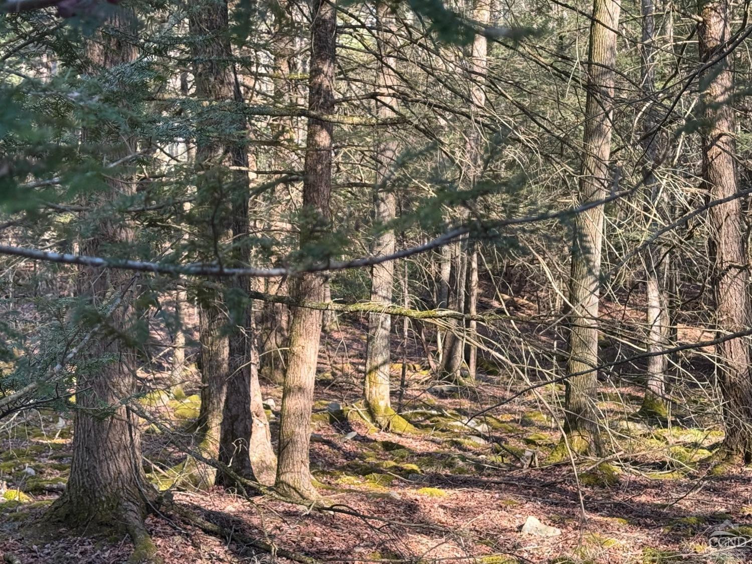 46 Pine Grove Road Kerhonkson, NY 12446 - Photo 4 of 22