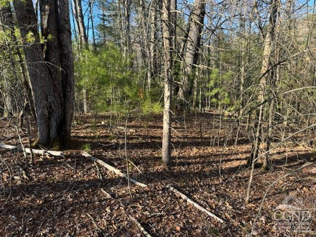 46 Pine Grove Road Kerhonkson, NY 12446 - Photo 5 of 22 a view of a forest with a tree