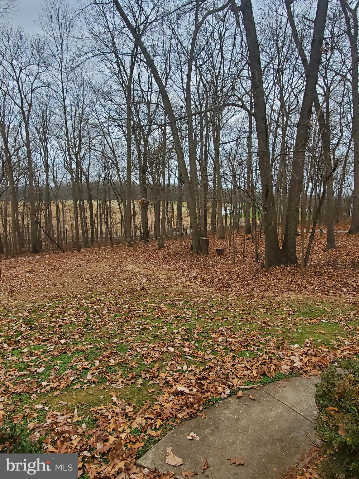 4515 Chestnut Ridge Drive Manchester, MD 21102 - Photo 46 of 47 Front yard wooded view