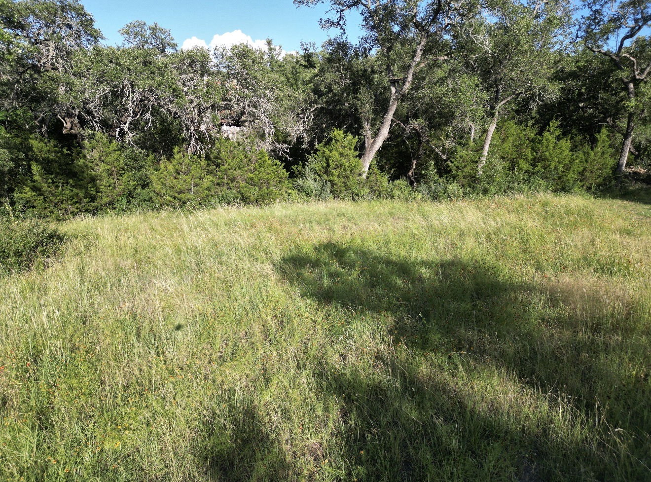 Lot 41 Keystone Ridge Buchanan Dam, TX 78609 - Photo 6 of 10 a view of a lush green forest with large trees