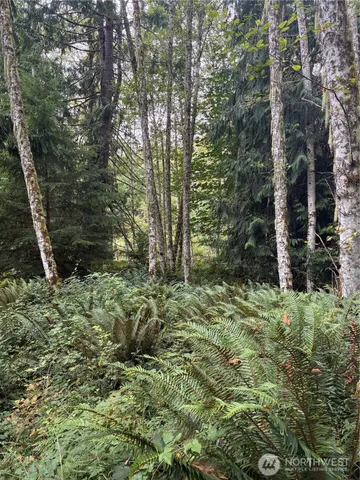a fire hydrant in the middle of a forest