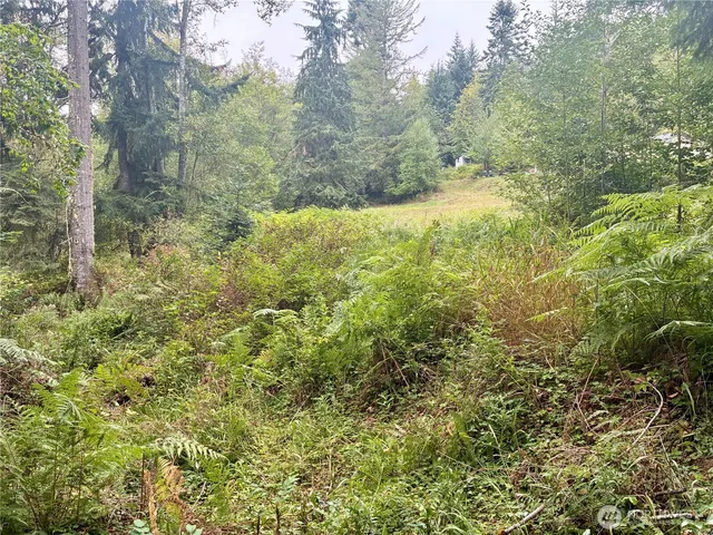 a view of a forest with trees in the background