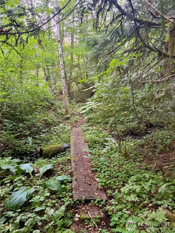 a view of a garden with plants
