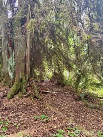 a view of a yard with plants and trees