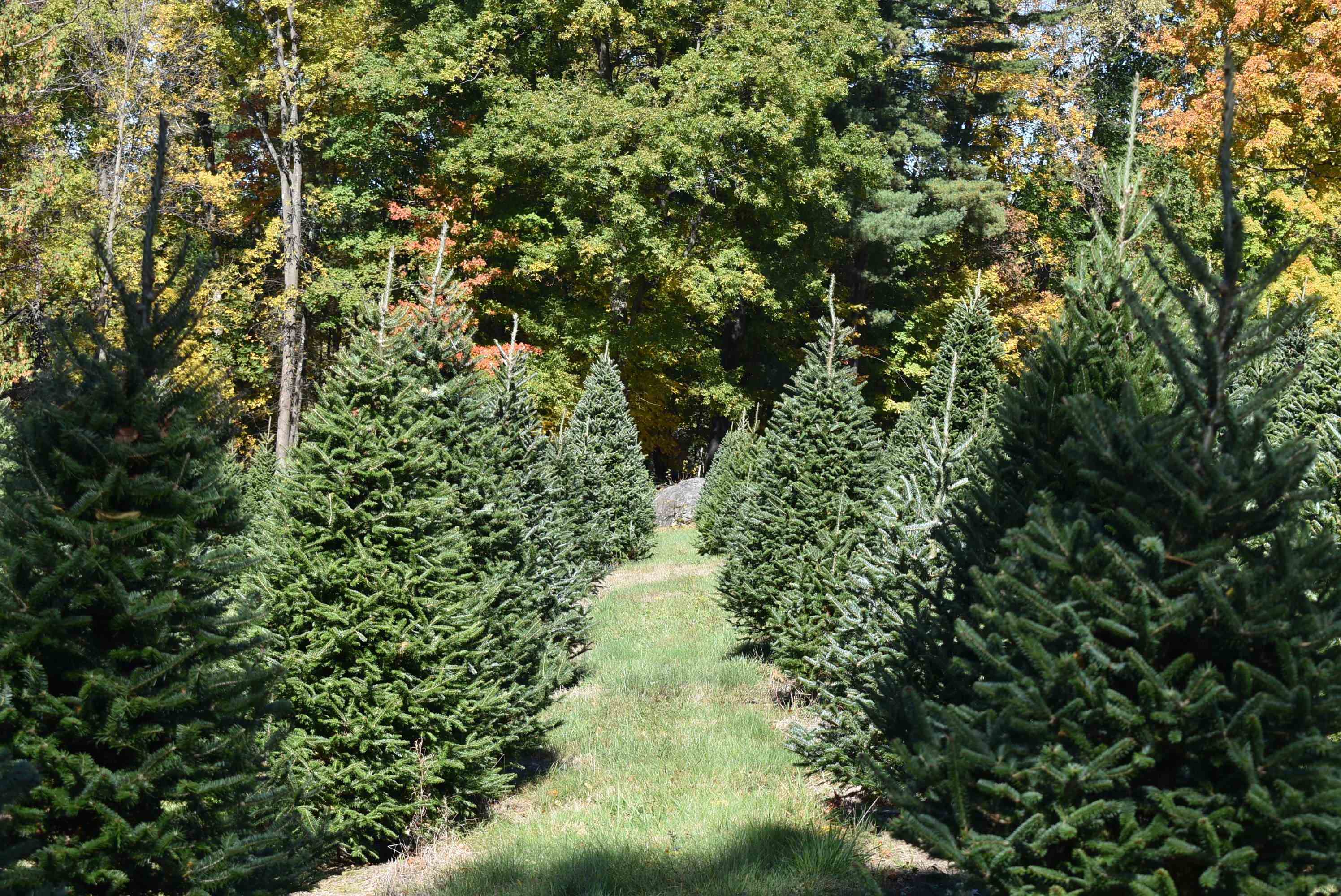 1126 Delorm Road Leicester, VT 05733 - Photo 27 of 41 Gallery Image 27
