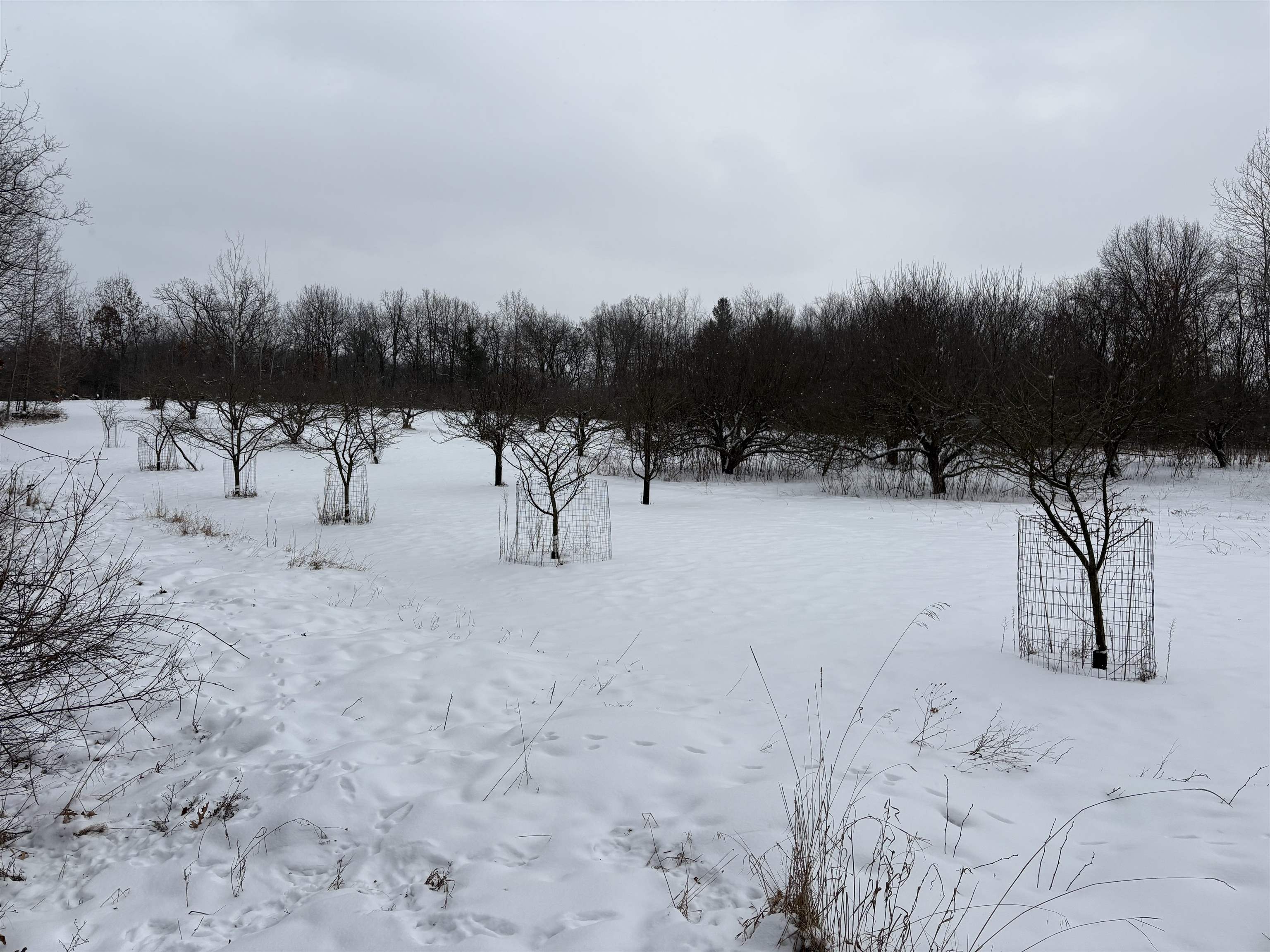 10124 Highway 22 Wild Rose, WI 54984 - Photo 37 of 41