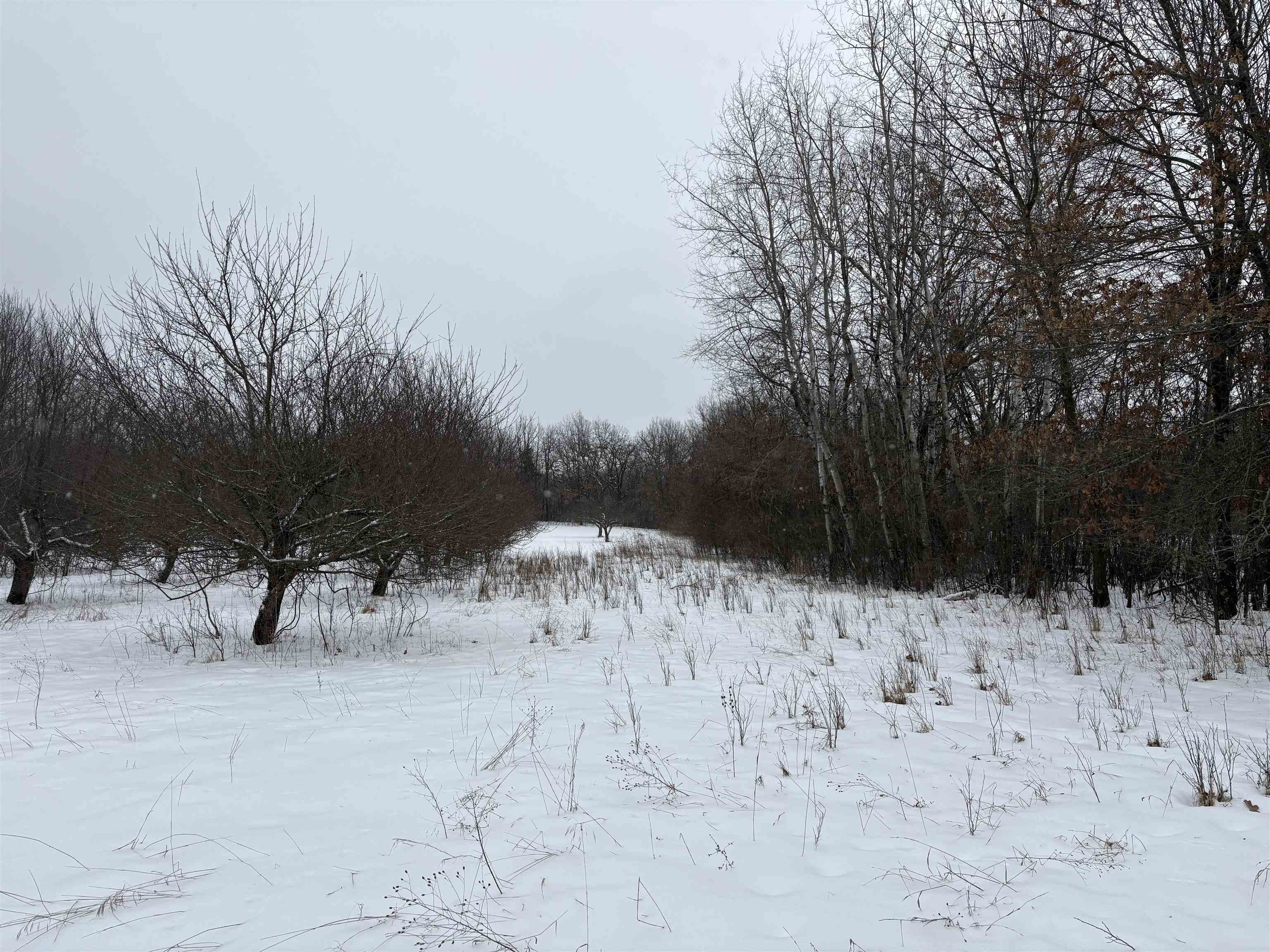 10124 Highway 22 Wild Rose, WI 54984 - Photo 38 of 41