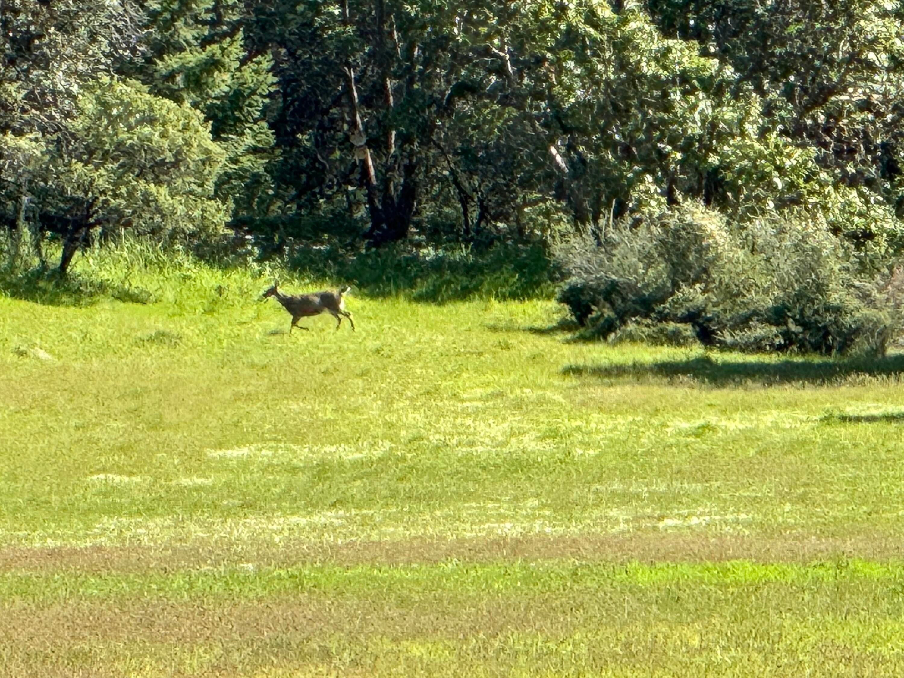 6798 Hugo Road Grants Pass, OR 97526 - Photo 33 of 38 Local wildlife
