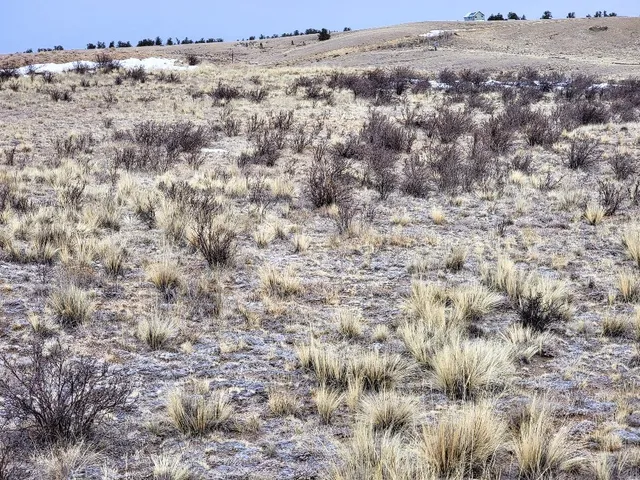 a view of a dry field with trees in the background