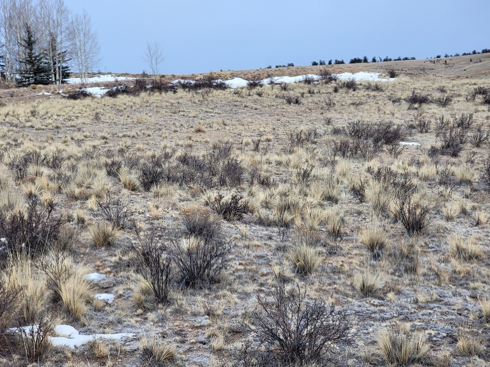 53 Cobb Lane Como, CO 80456 - Photo 24 of 37 a view of a dry field with trees in the background