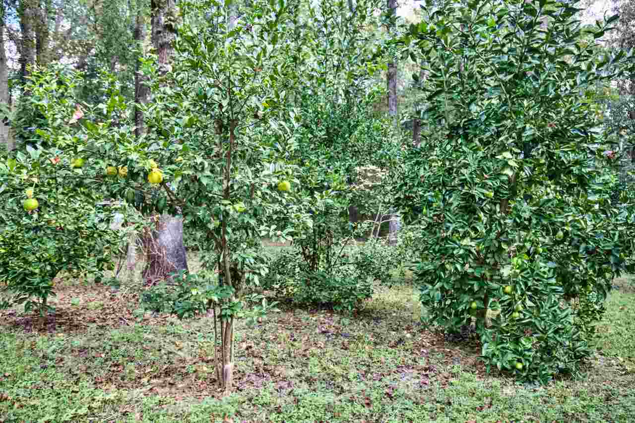 651 Tyre Road Havana, FL 32333 - Photo 6 of 30 Gallery Image 6