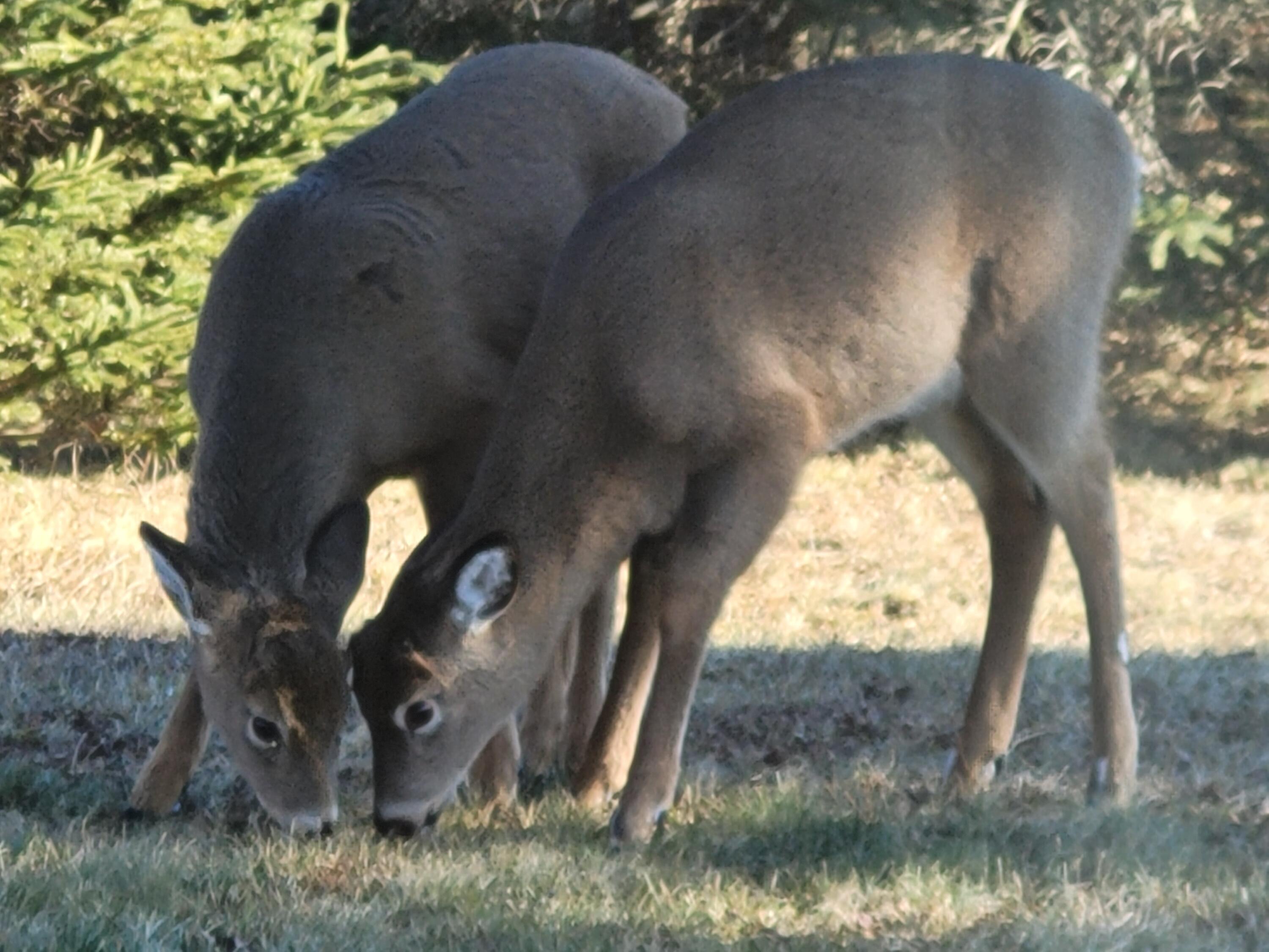 303 Canada Road Moscow, ME 04920 - Photo 45 of 49 Deer