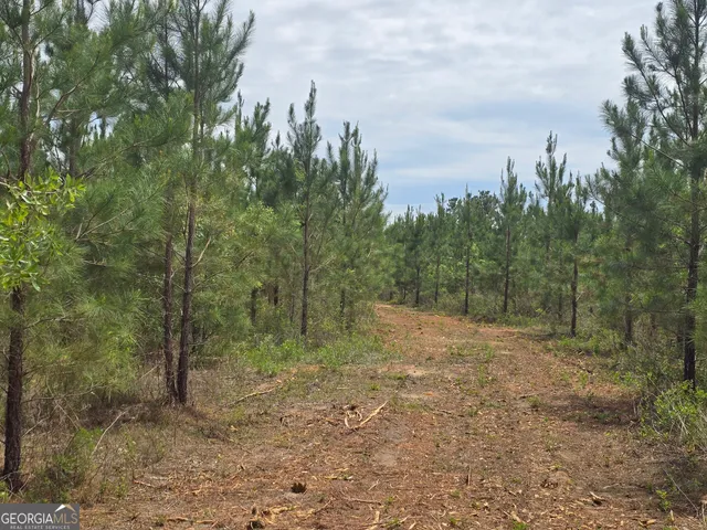 a view of a forest with trees in the background