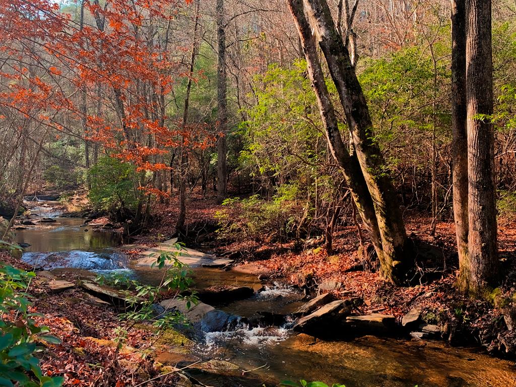 2468 Twisted Oak Road Talking Rock, GA 30175 - Photo 66 of 67 a view of a forest
