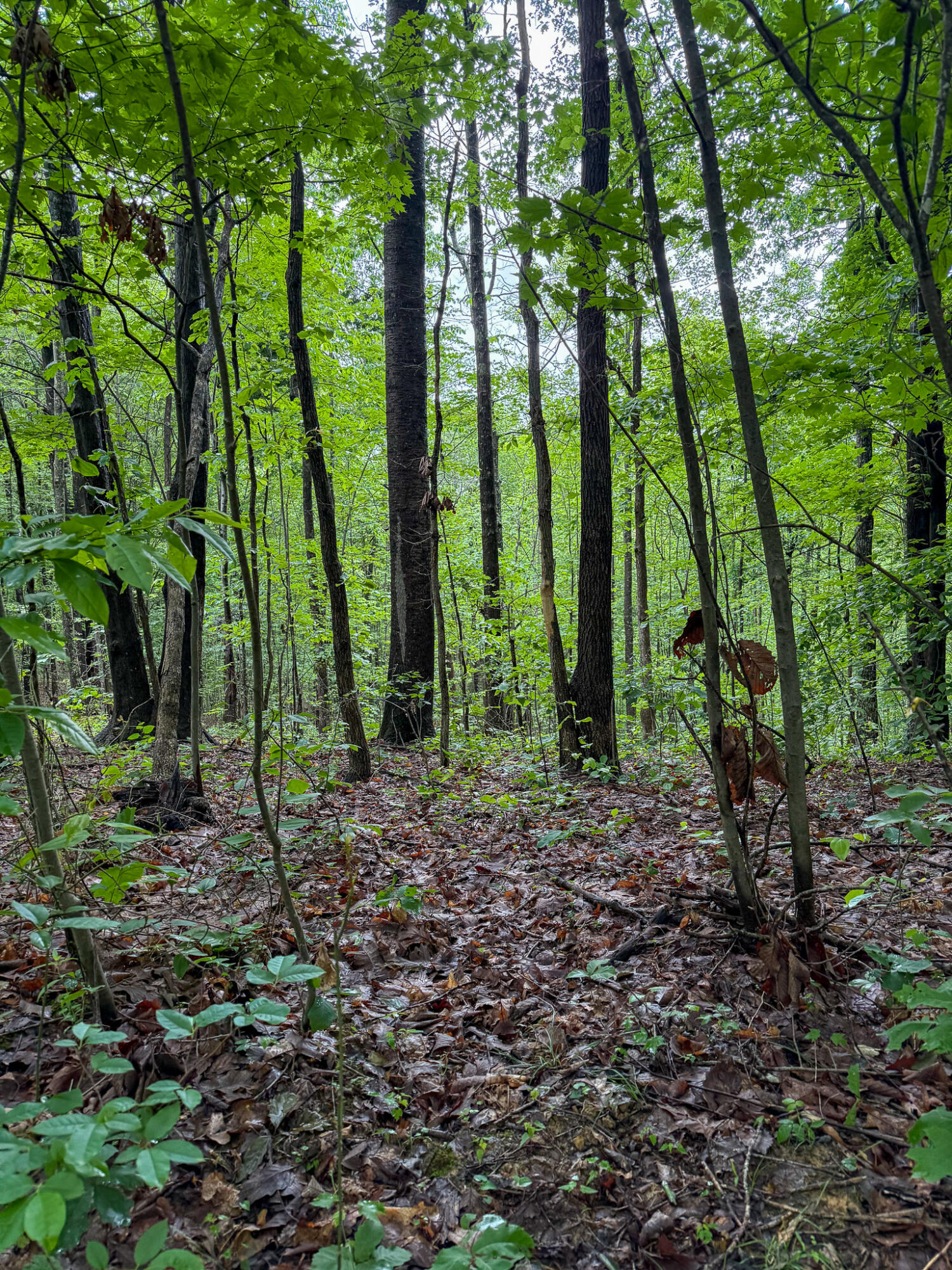 0 Cooper Ridge Road Wallingford, KY 41093 - Photo 6 of 16 Wooded property featuring mature trees, varying foliage, and a natural ground cover of leaves and organic material