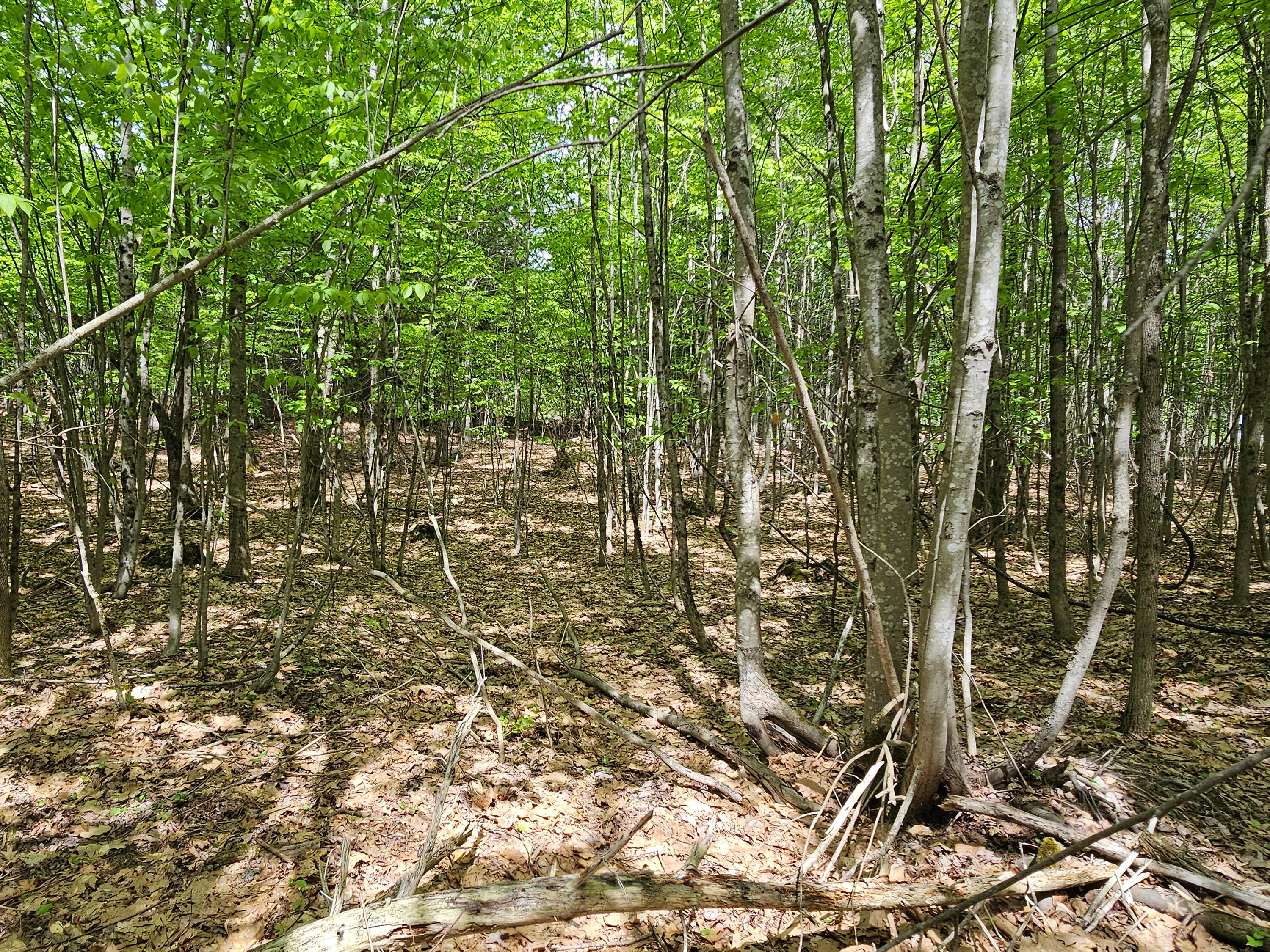 235 Weeks Road Gardiner, ME 04345 - Photo 4 of 10 woods 3