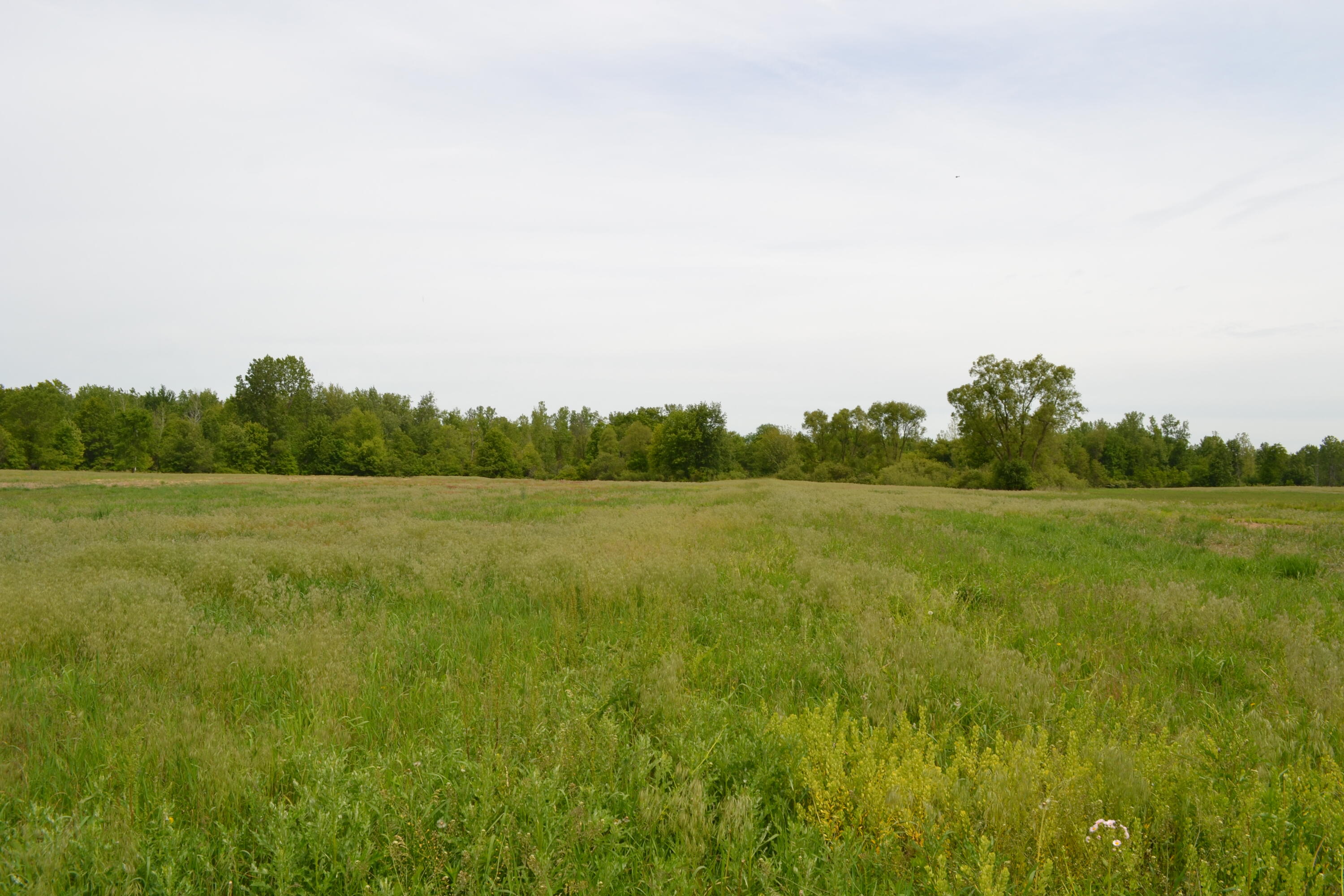 12920 Calhoun Road Milan, MI 48160 - Photo 8 of 8 DSC_1141