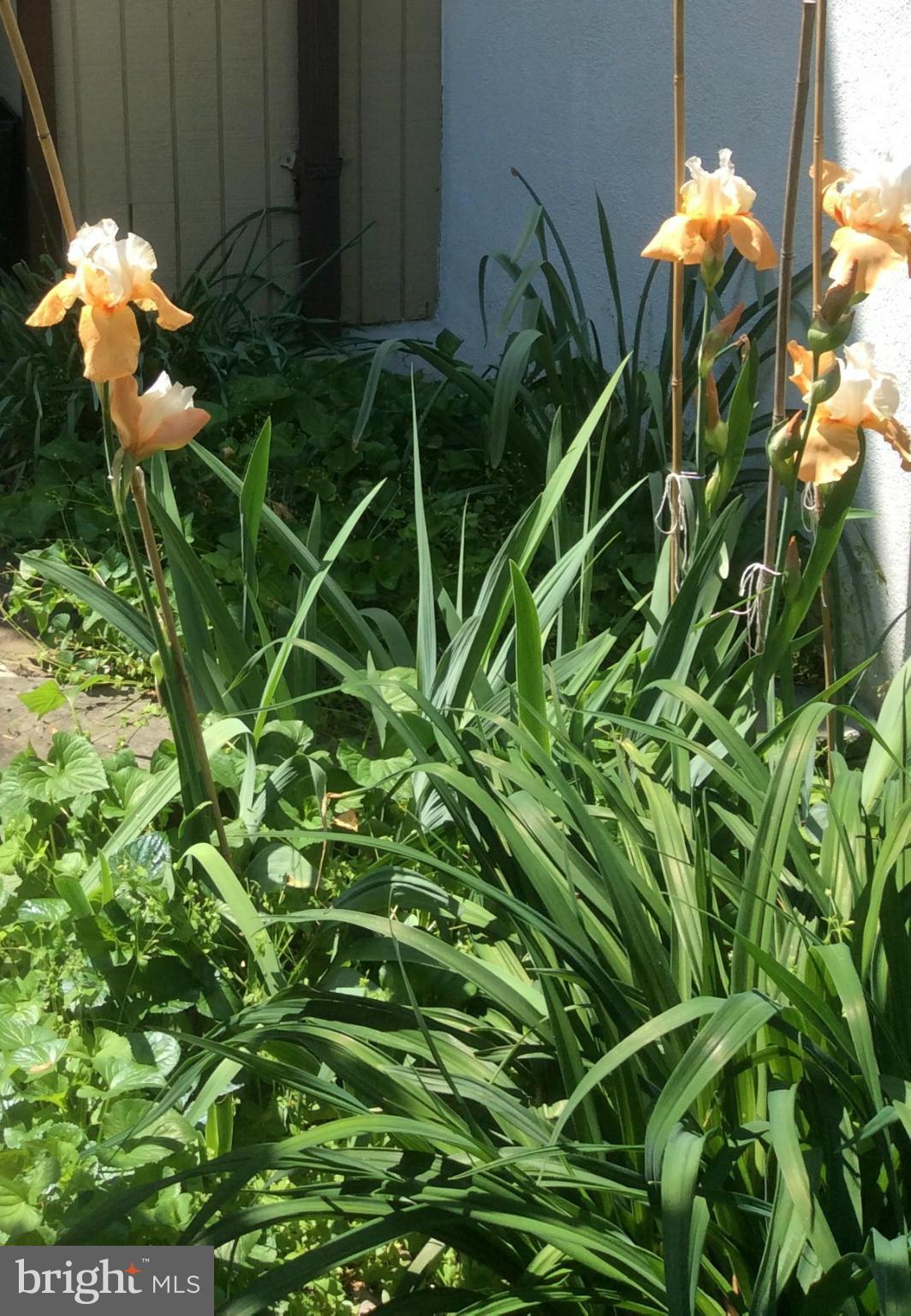 2354 Generation Drive Reston, VA 20191 - Photo 3 of 25 Flowers
