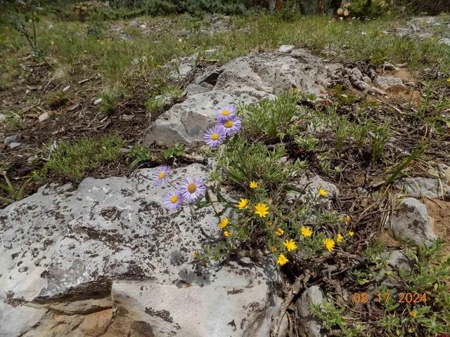 a view of a plants with a tree