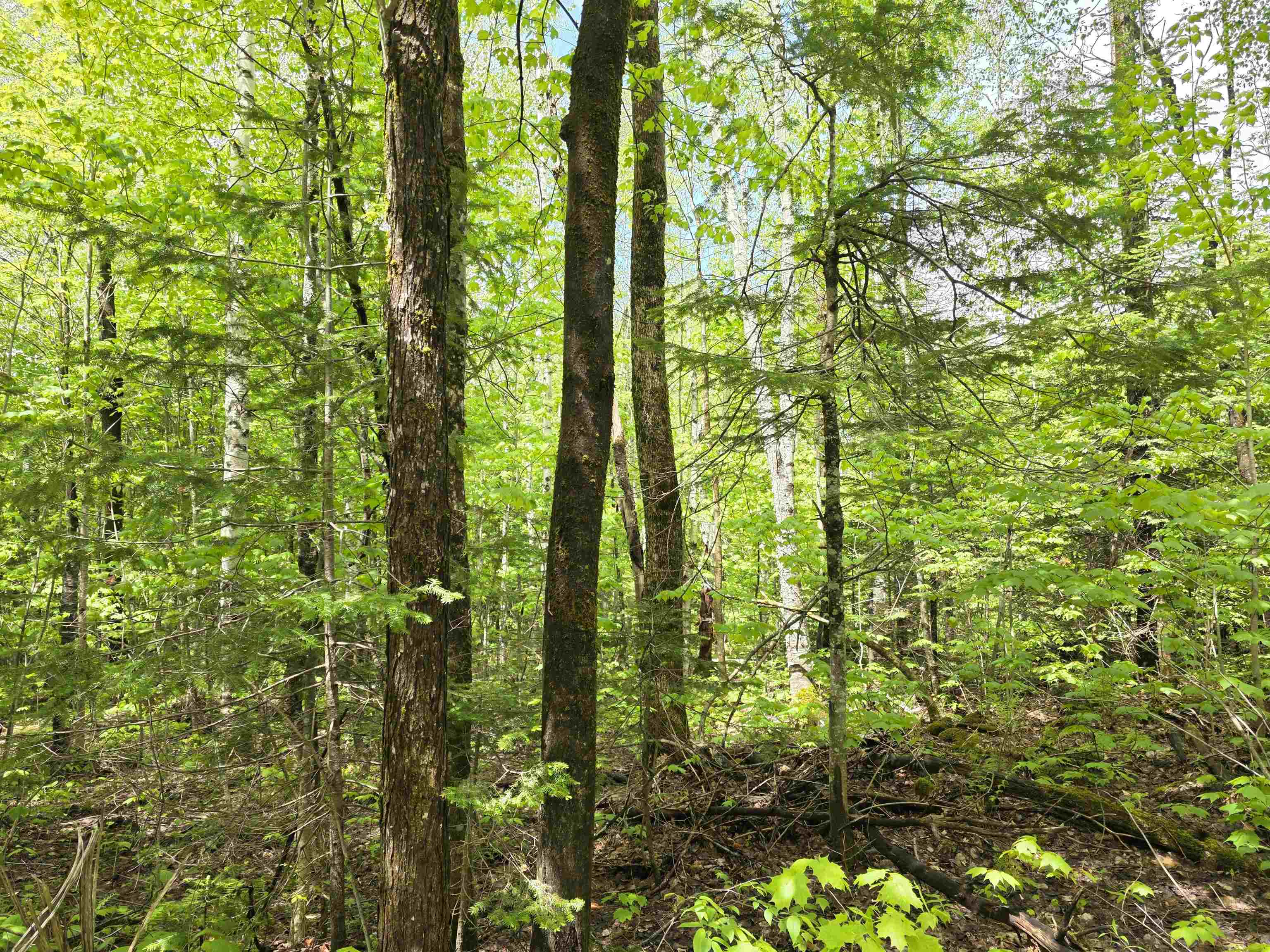 1500 Allard Hill Road Sheffield, VT 05866 - Photo 2 of 8