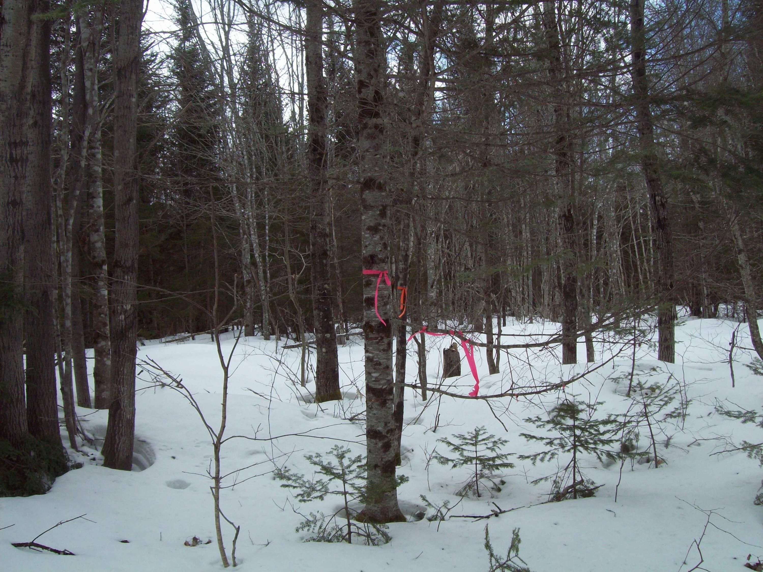 T7 R3 Independence Circle Springfield, ME 04487 - Photo 8 of 16 100_2549