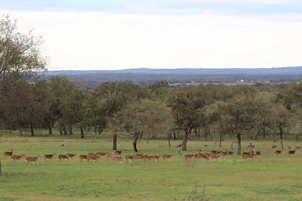 795 Tree-Krauskopf Road Fredericksburg, TX 78624 - Photo 1 of 1