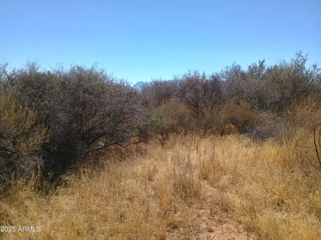 a view of a bunch of trees in a field