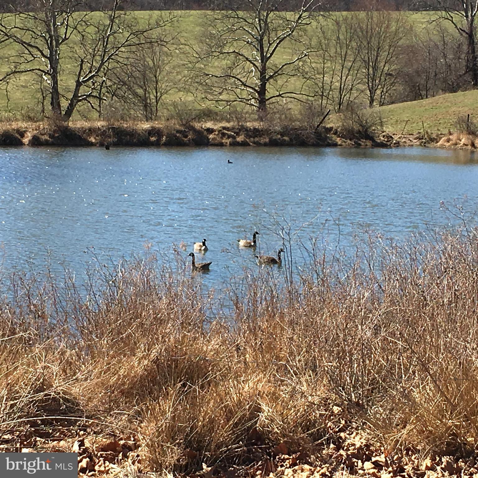 4301 Federal Hill Road Street, MD 21154 - Photo 84 of 85 Canadian Geese on the Pond