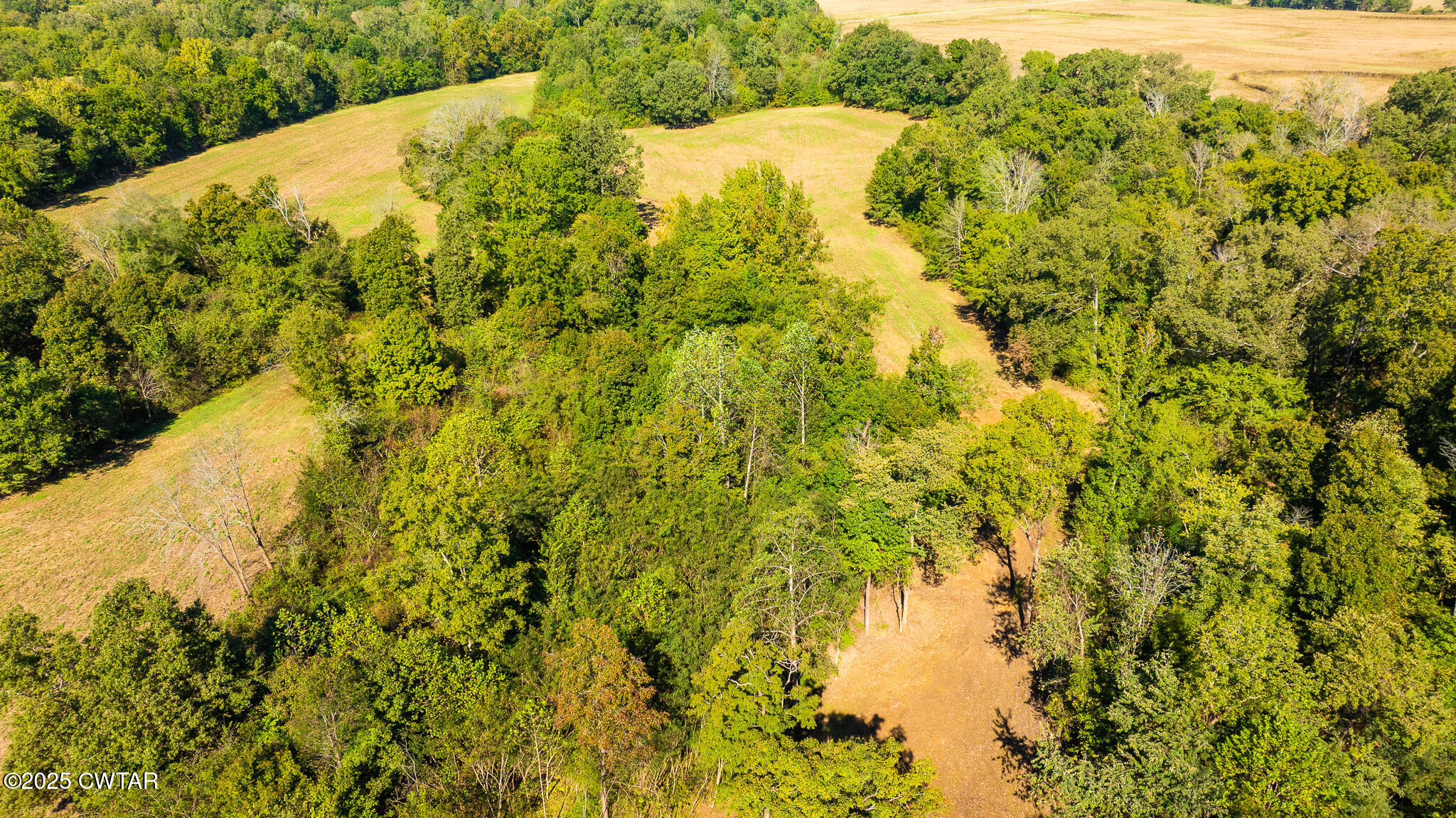 1 Hearn Road Greenfield, TN 38230 - Photo 8 of 14 a view of a large yard with plants and large trees