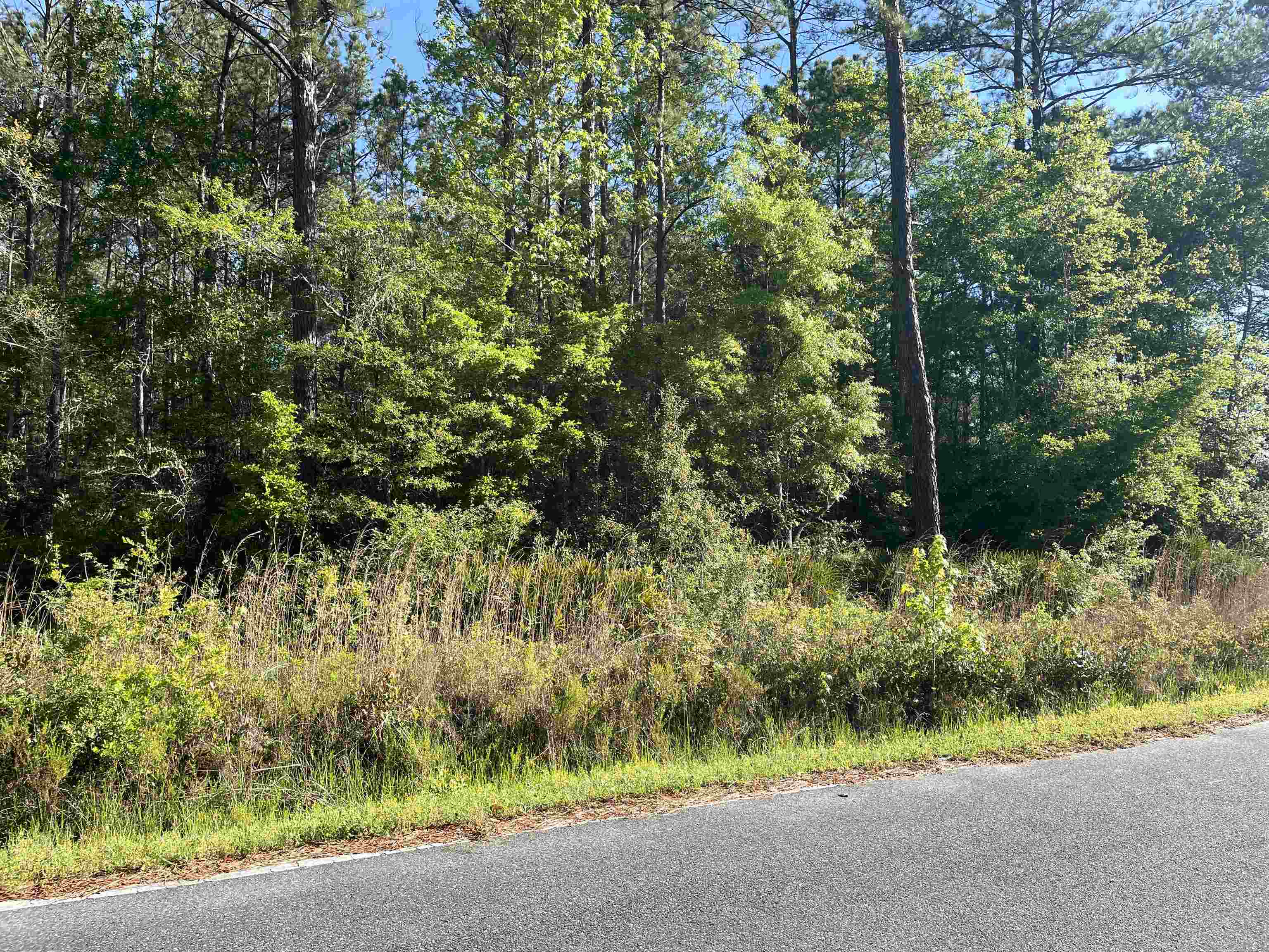 Tbd Ochlockonee River Road Havana, FL 32333 - Photo 7 of 11 Gallery Image 7