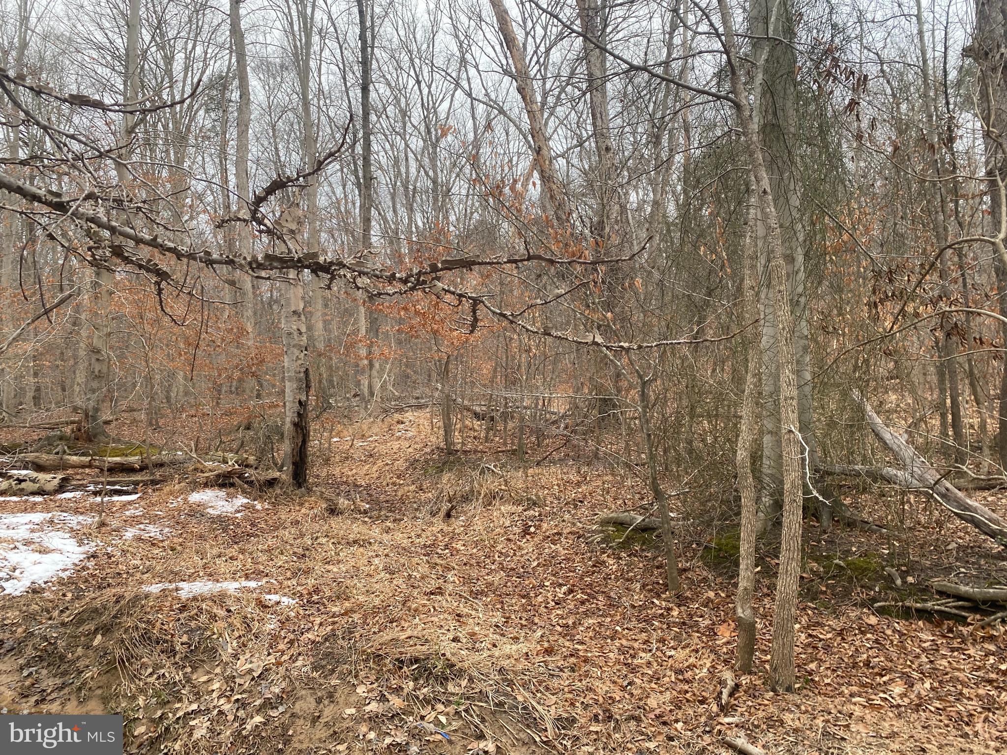 14313 Jericho Park Road Bowie, MD 20715 - Photo 2 of 7 a backyard of a house with lots of green space