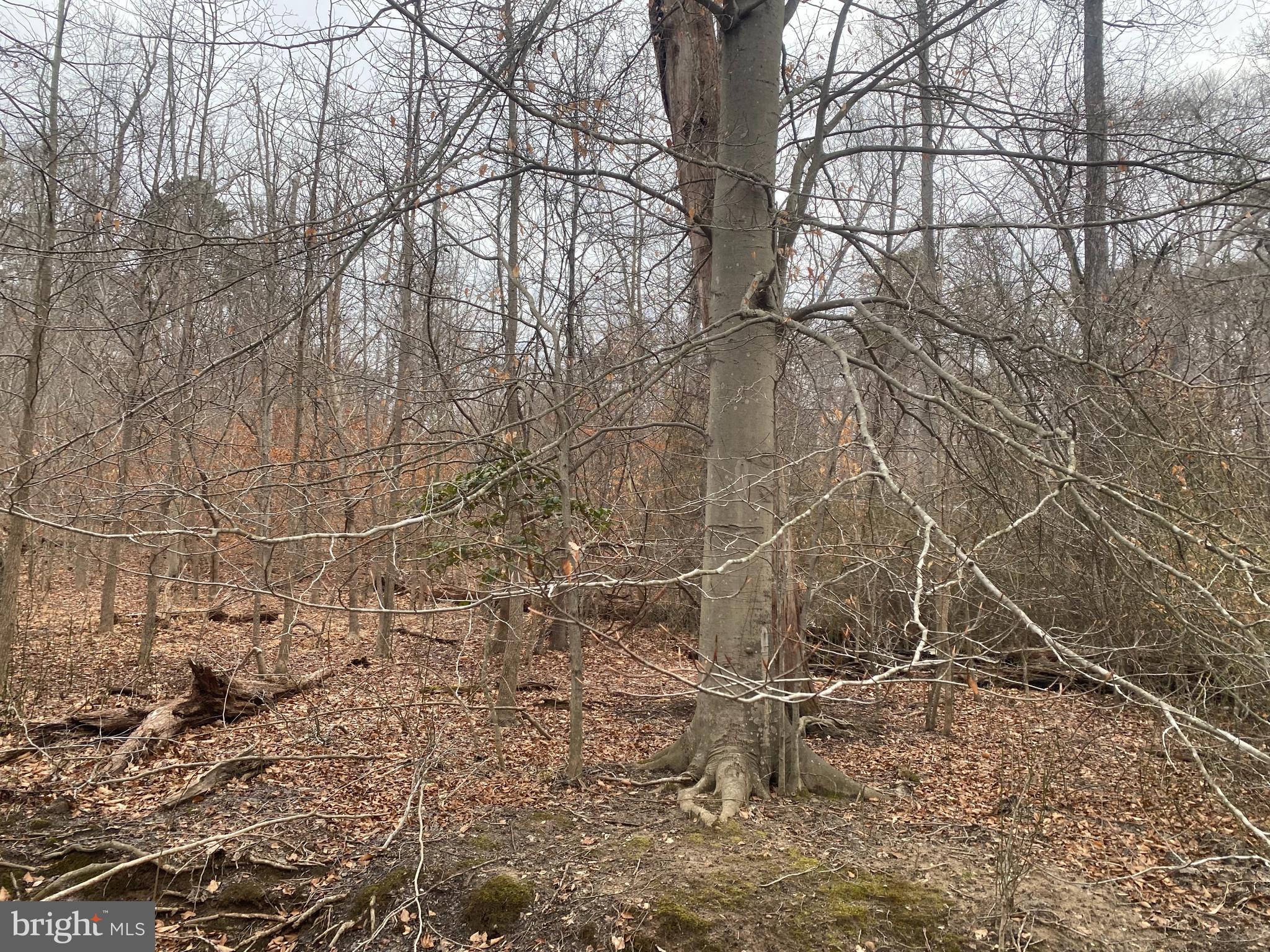 14313 Jericho Park Road Bowie, MD 20715 - Photo 4 of 7 a backyard of a house