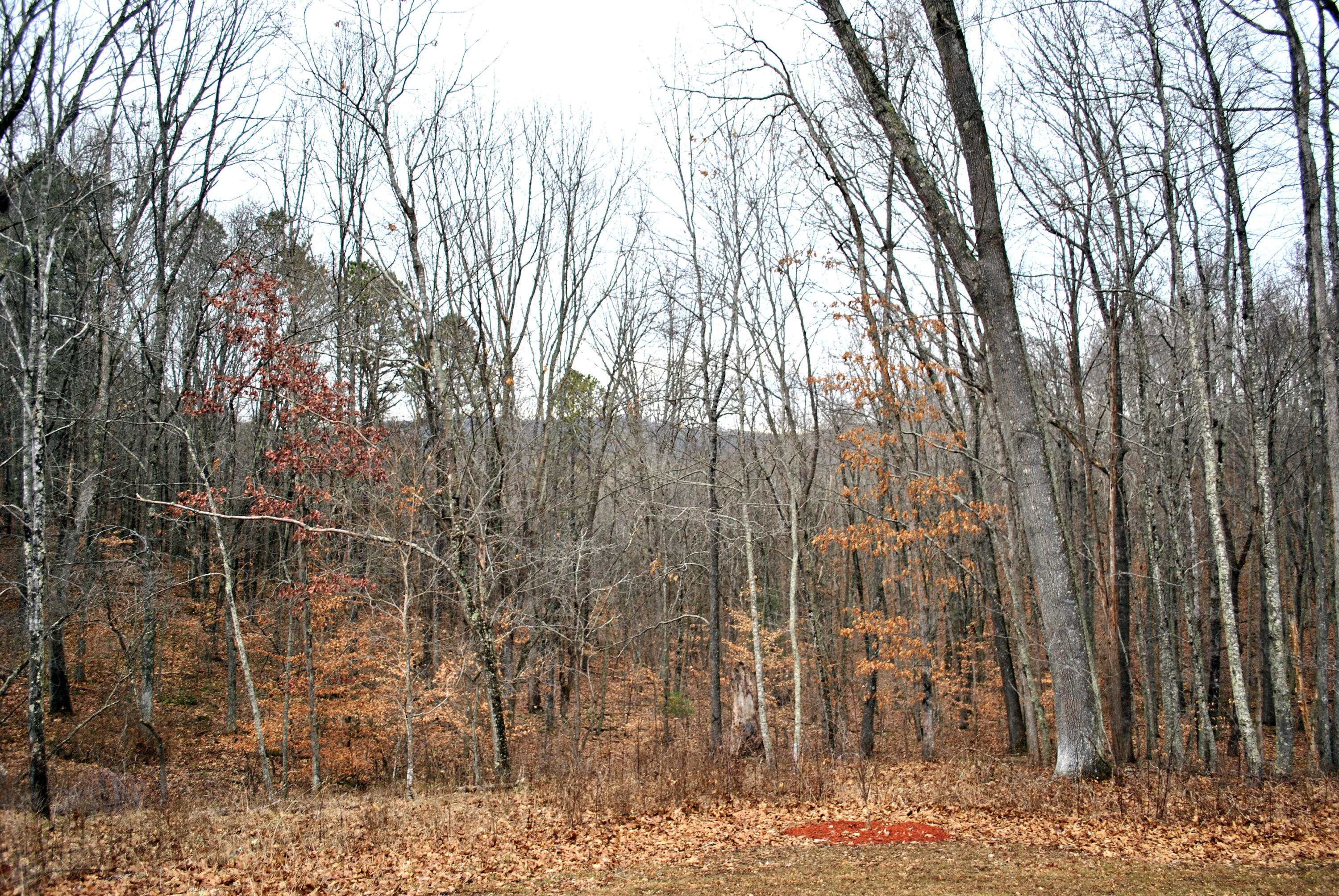 4551 Northside Road Newport, VA 24128 - Photo 90 of 91 View From Back Deck