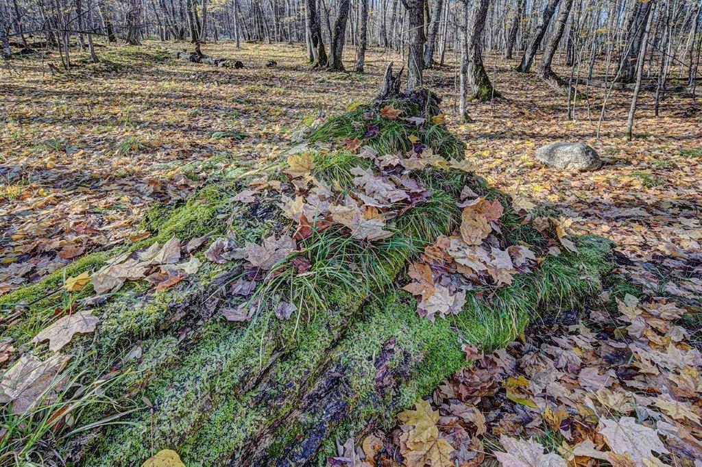 Lot # Timber Wolf Road Presque Isle, WI 54557 - Photo 12 of 16 Gallery Image 12
