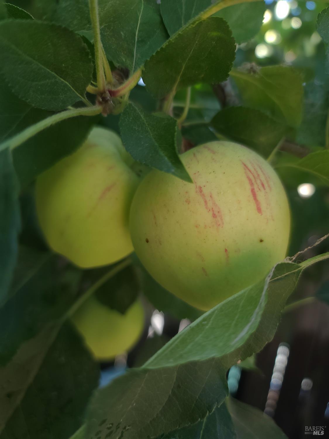 Undisclosed Address Rohnert Park, CA 94928 - Photo 36 of 41 a view of a small yard