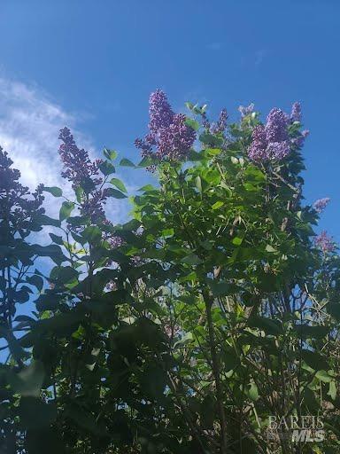 Undisclosed Address Rohnert Park, CA 94928 - Photo 37 of 41 a pink flowers