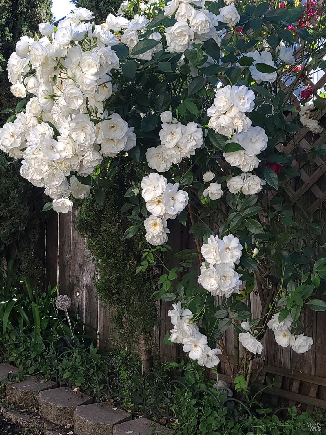 Undisclosed Address Rohnert Park, CA 94928 - Photo 39 of 41 a bunch of flowers flowers in a garden