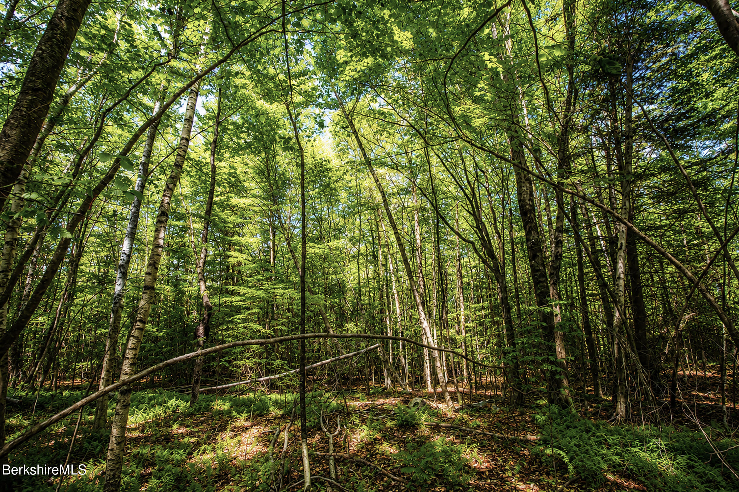 Hill Road Hinsdale, MA 01235 - Photo 8 of 14 Trees