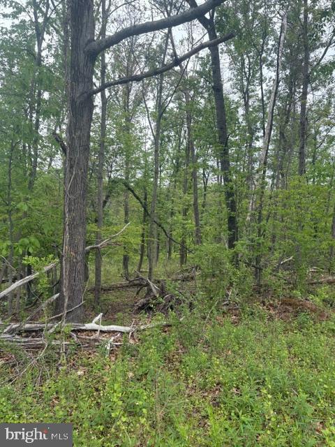 1311 Red Hill Road Dauphin, PA 17018 - Photo 8 of 10 a view of a forest with a trees