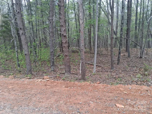 a view of a forest with trees in the background