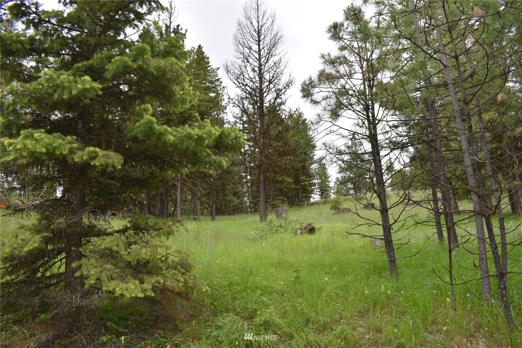 6-lot Turtle Run Road Tonasket, WA 98855 - Photo 35 of 40 a view of a green field with lots of bushes