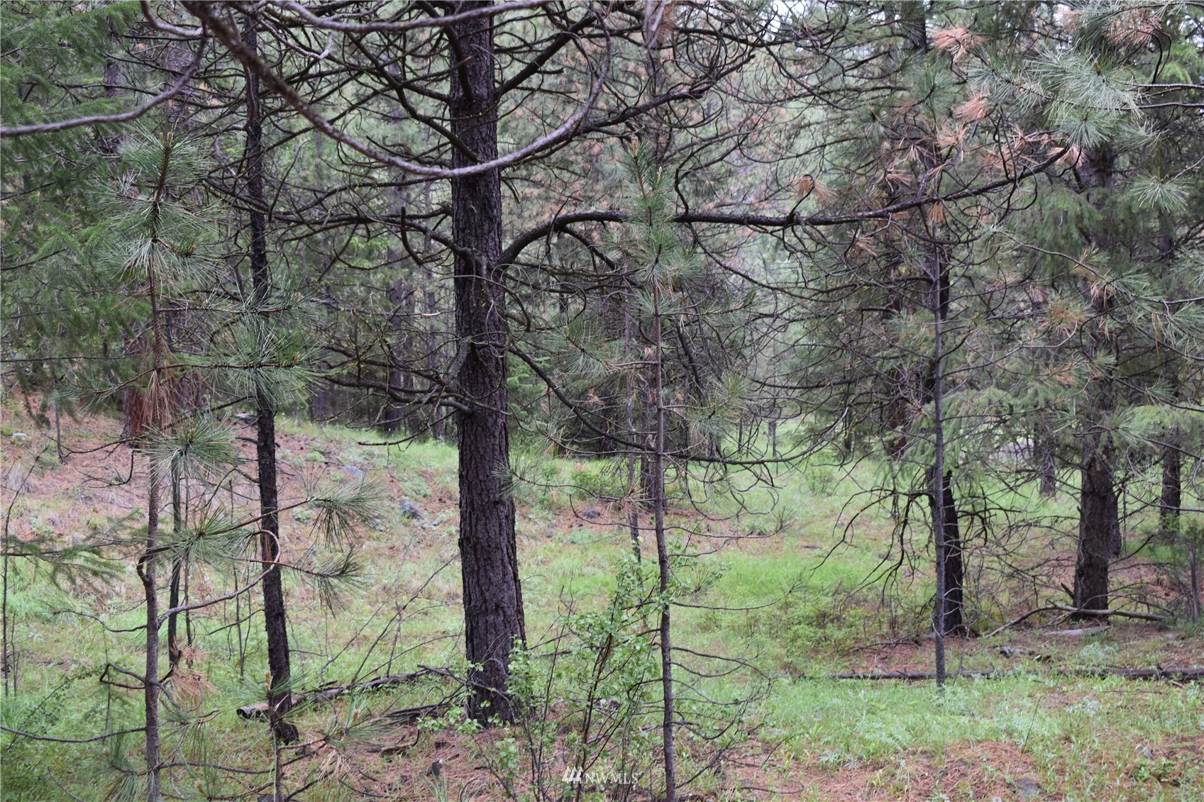 6-lot Turtle Run Road Tonasket, WA 98855 - Photo 9 of 40 a view of forest