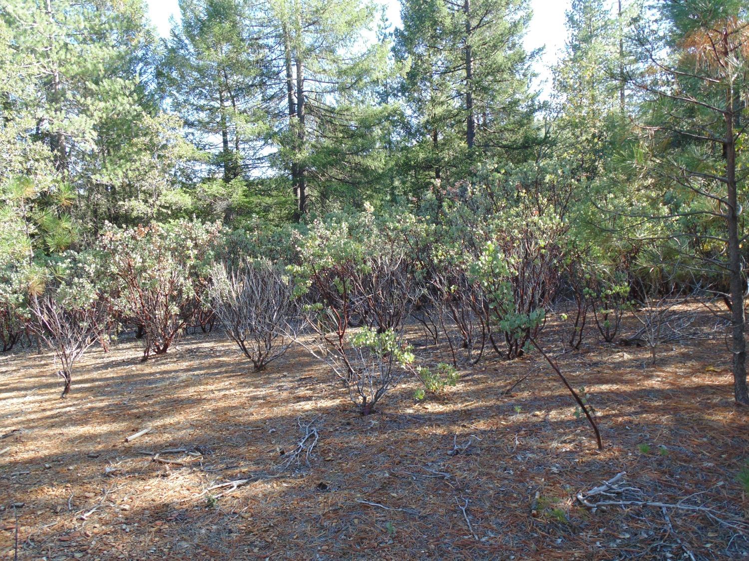 35 Balderston Road Georgetown, CA 95634 - Photo 36 of 37 a view of outdoor space with trees