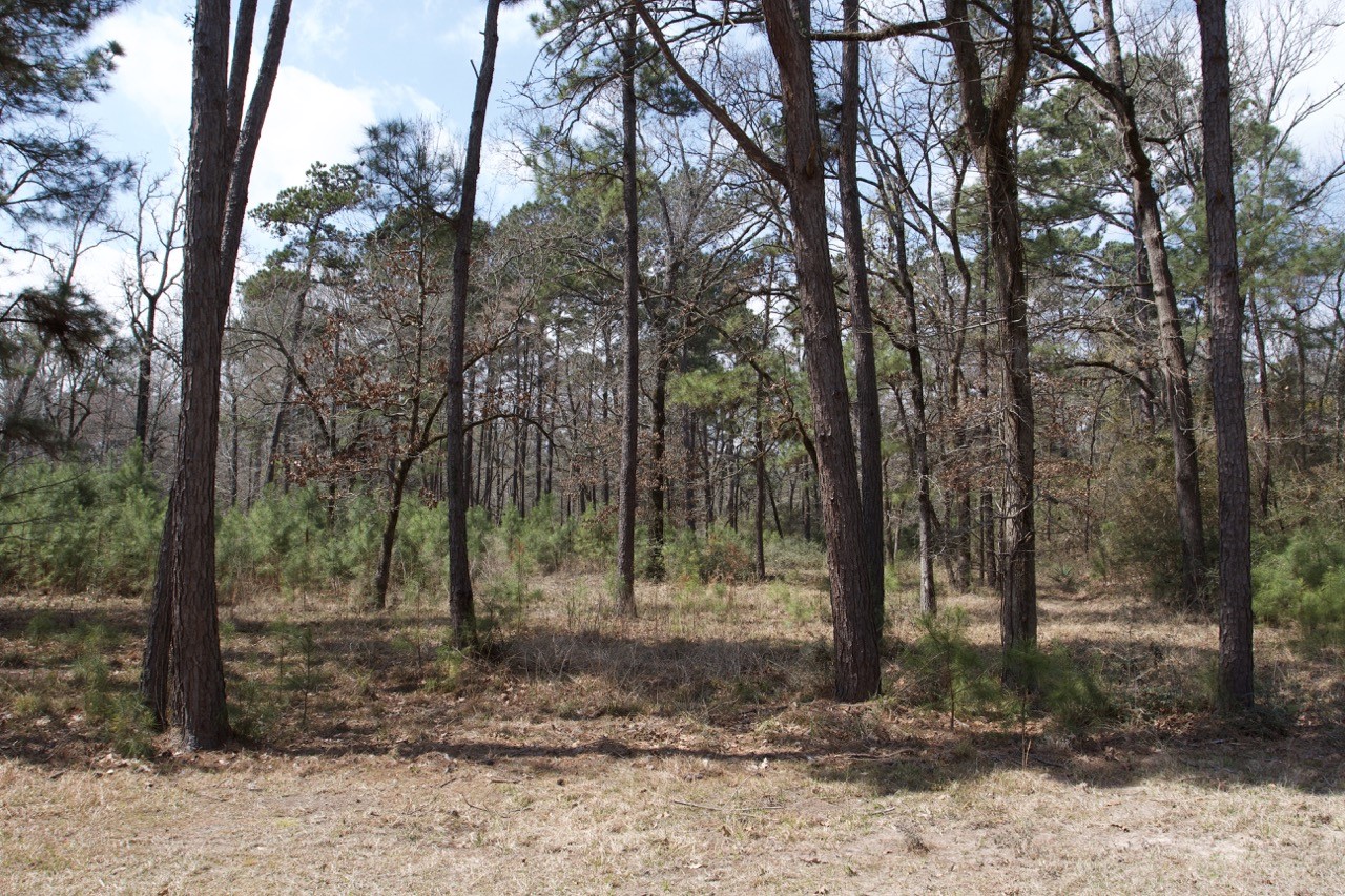 4345 FM 3188 Trinity, TX 75862 - Photo 4 of 9 a view of a forest with trees
