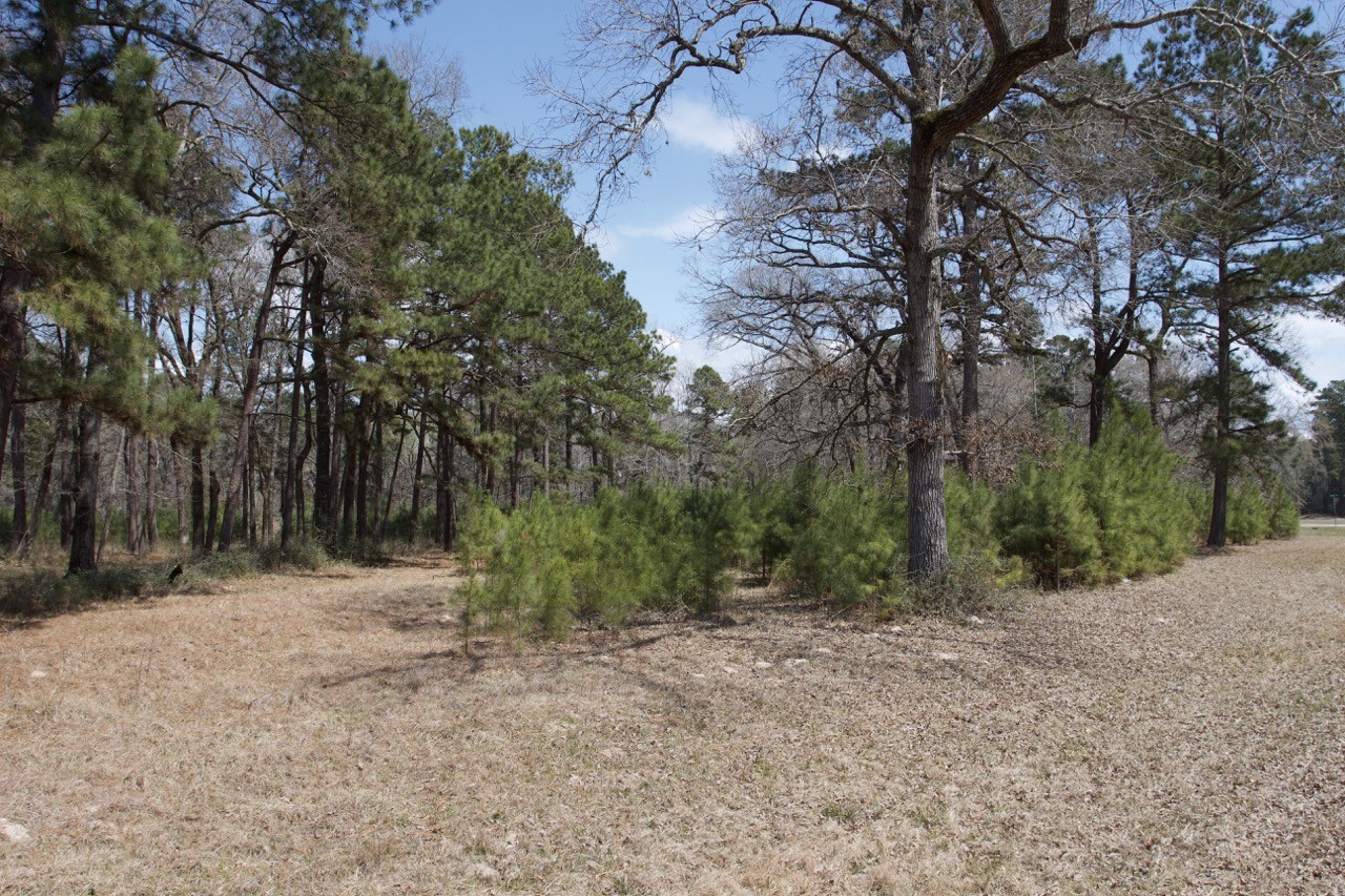 4345 FM 3188 Trinity, TX 75862 - Photo 6 of 9 a backyard of a house with lots of green space