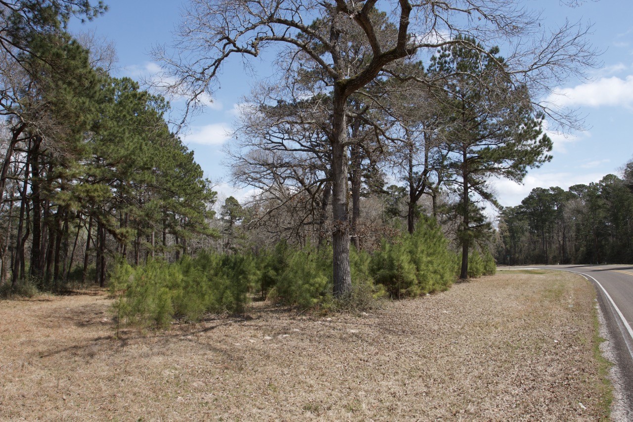 4345 FM 3188 Trinity, TX 75862 - Photo 7 of 9 a view of backyard with large trees