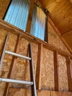 a view of a forest with a tree