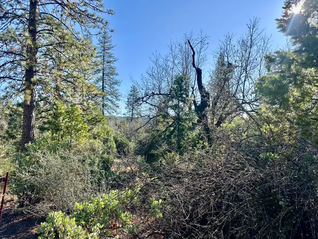 a view of a yard with trees